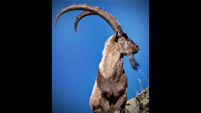 Erzincan'da av turizmi kapsamında 11 yaban keçisi kotası