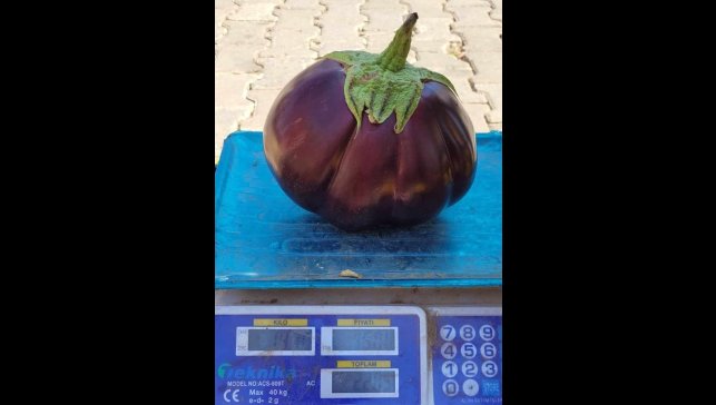 Karpuz gibi patlıcan