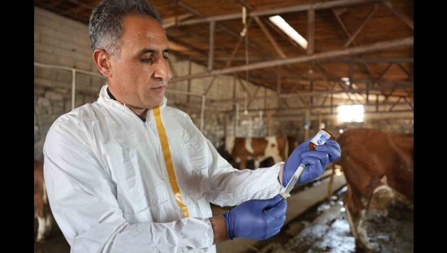 Kars'ta Tarım Orman Müdürü Aydın kolları sıvadı, büyükbaş hayvanları aşıladı