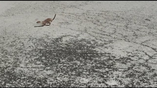 Kars'ta koruma altındaki gelincik caddede görüntülendi