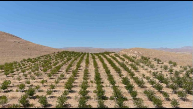 250 dekarlık alana 10 binin üzerinde vişne ağacı dikerek zoru başardı