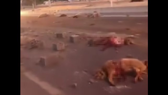 Van'da kamyonet sürüye çarptı: 37 koyun telef oldu