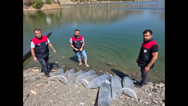 Beyhan Baraj Gölü'ne 50 bin yavru balık bırakıldı