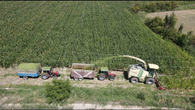 Erzincan Ovası'nda silajlık mısır hasadı başladı! Son yıllarda çiftçilerin gözdesi oldu