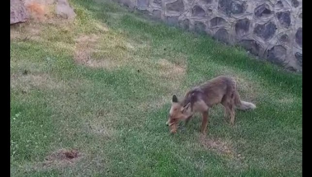 Erzurum'da kadınlar yanlarına gelen tilkiye kadayıf dolması yedirdi