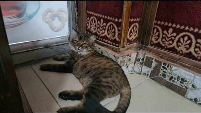 Elazığ'da çay ocağını 4 yıldır mesken tutan 'Bıdık', mahallenin maskotu oldu