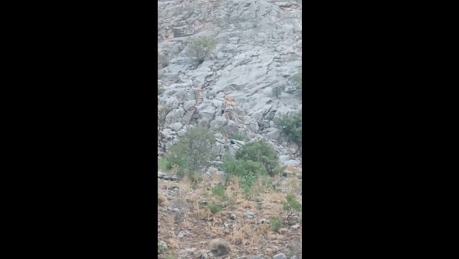 Elazığ'da dağ keçileri sürü halinde görüldü