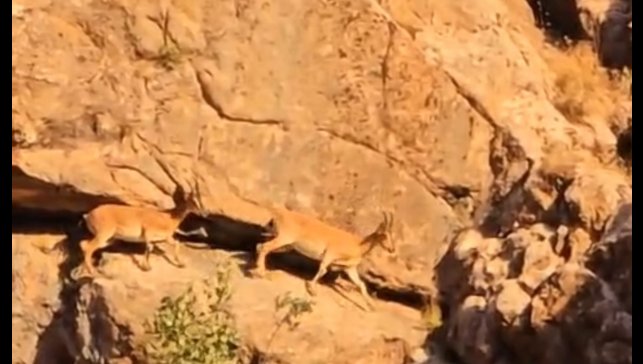 Yüksekova-Van kara yolunda sürü halindeki dağ keçileri görüntülendi