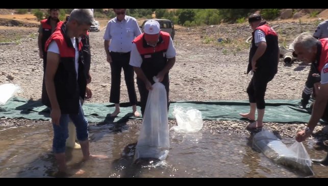 Elazığ'daki su kaynaklarına 5 milyon 786 bin yavru sazan bırakılacak