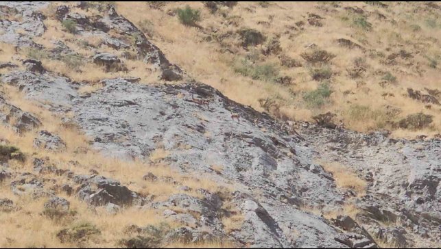Cilo Dağı'nda dağ keçileri görüntülendi