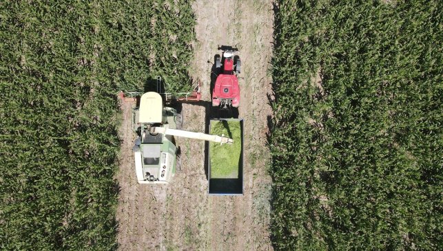Erzincan'da silajlık mısır üretimi hayvancılığı güçlendirip besiciye kazanç sağlıyor