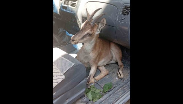 Yaralı yavru dağ keçisi tedavi altına alındı