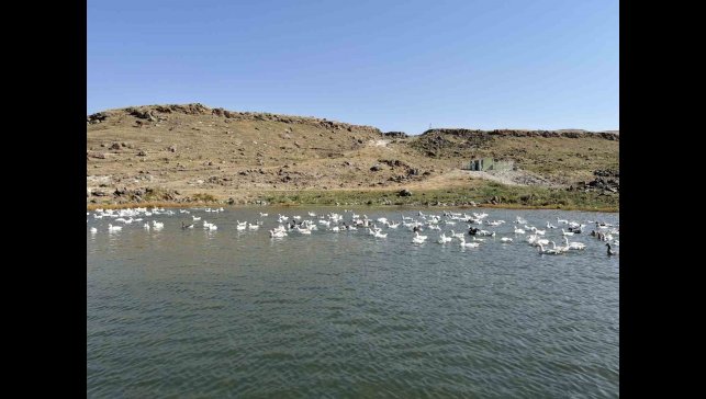 Kars'ta kazlar kış sofraları için besiye alındı