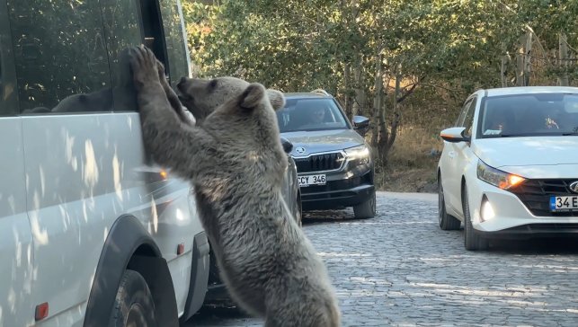 Nemrut Kalderası'na giden ziyaretçiler tehlikeye aldırış etmeden bozayıları besledi