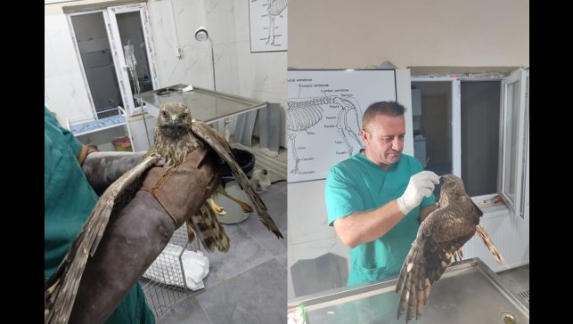 Hakkari'de tedavi edilen şahin tekrar doğaya bırakıldı