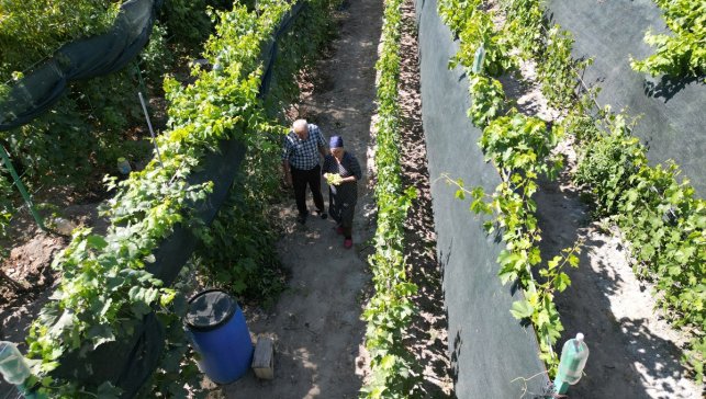 Ahıska Türkü çift, Ukrayna'dan getirdiği fidanlarla Erzincan'da 70 çeşit üzüm yetiştiriyor
