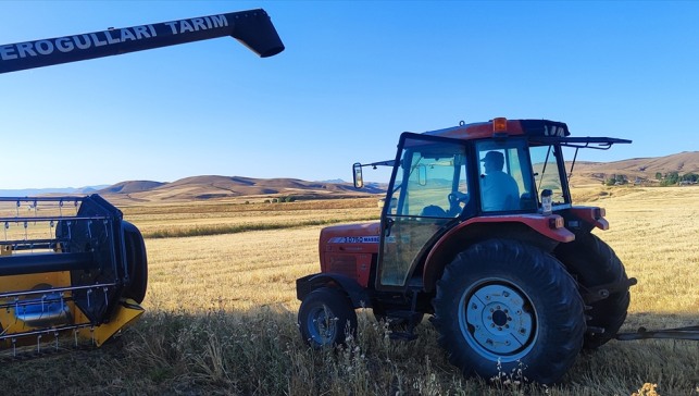 Ağrı'da üniversite mezunu gencin deneme amaçlı ektiği çörek otunun hasadı yapıldı
