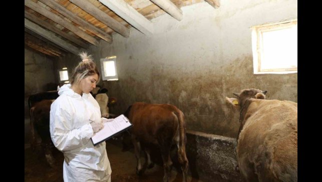 Ağrı'da şap hastalığına karşı aşılama çalışmaları sürüyor