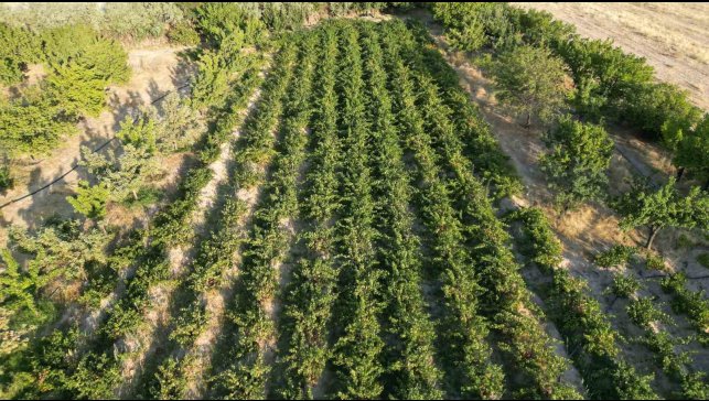 Coğrafi işaretli Erciş üzümünün bağ bozumu başladı