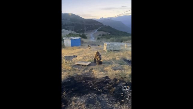 Tunceli'de karakolun davetsiz misafiri: Bozayı