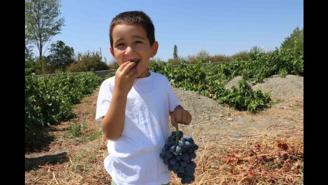 Cimin Üzümü hastalıklara şifa