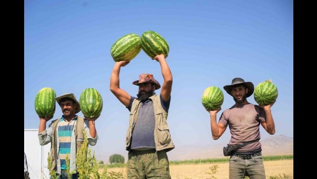 Muş'ta karpuz hasadından 2 milyar liralık gelir bekleniyor