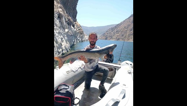 Elazığ'da amatör balıkçı, 11 kiloluk dev şabut yakaladı