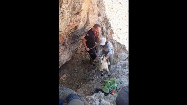 Malatya'da dağlık alanda mahsur kalan keçiler kurtarıldı