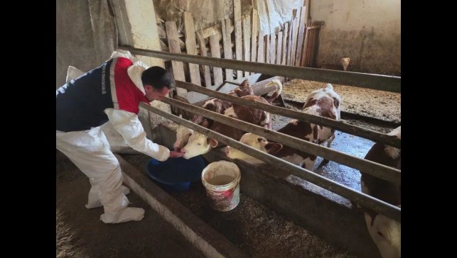 Bitlis'te aşılama çalışmaları devam ediyor