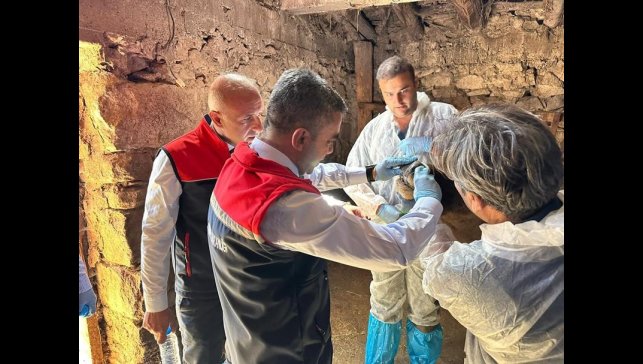 ŞAP hastalığına karşı aşılama sürüyor