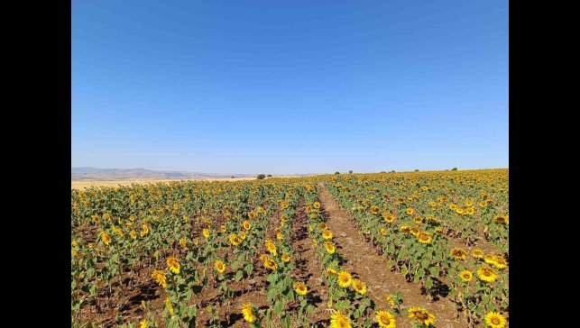 Çemişgezekli çiftçi, ilçede ilk kez yağlık ayçiçeği üretimi yaptı