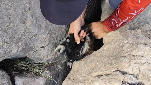 Elazığ'da kayalıklara sıkışan keçi yavrusunu balık tutanlar kurtardı