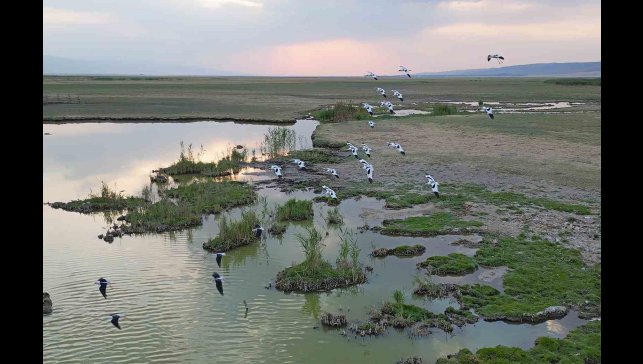 Göçmen kuşlar dönüş yolunda