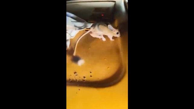 Elazığ'da nesli tükenmekte olan Arap tavşanı görüldü