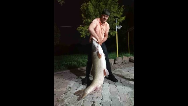 Elazığ'da baba-oğul 75 kiloluk dev turna balığı yakaladı