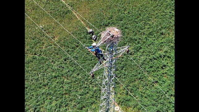 Doğu Anadolu'da hem leylekler hem de enerji güvende