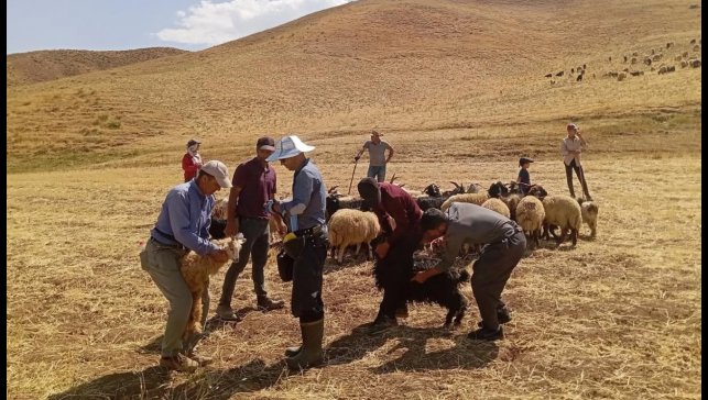 Yüksekova'da hayvan aşılama ve kimliklendirme çalışması devam ediyor