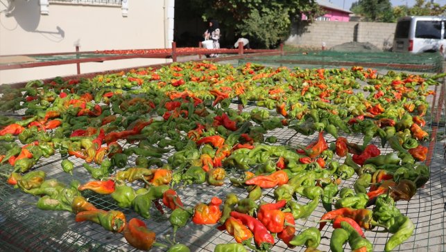 Iğdır'da kadın çiftçiler "kurutma makinesi" desteğiyle kazançlarını katlıyor