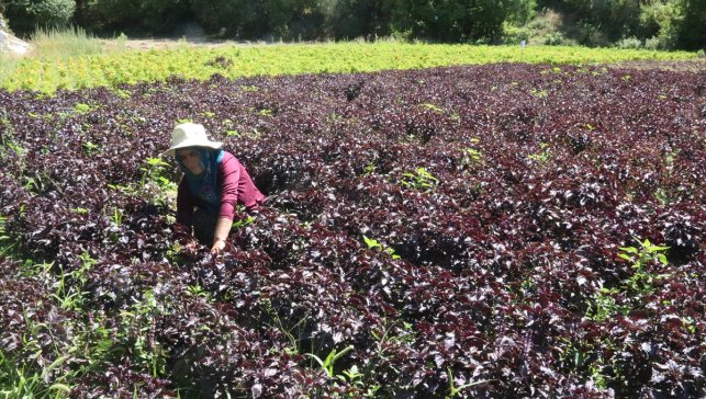 Arapgir'in tescilli mor reyhanında ve köhnü üzümünde hasat yapılıyor