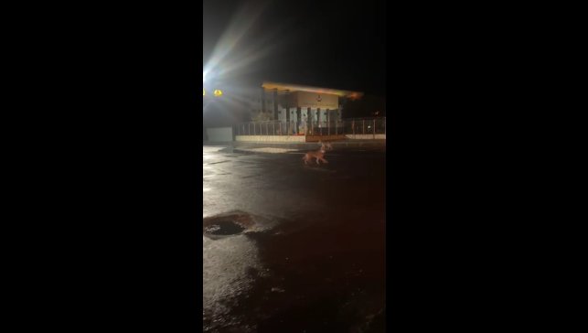 Kars'ta kurtlar şehir merkezine indi