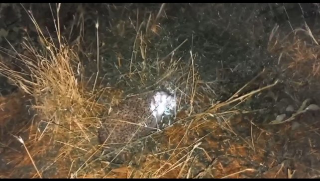 Erzincan'da şaşırtan olay: Civcivleri yiyen tilki değil kirpi çıktı