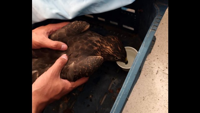 Yaralı şahin jandarma ekiplerince bulundu