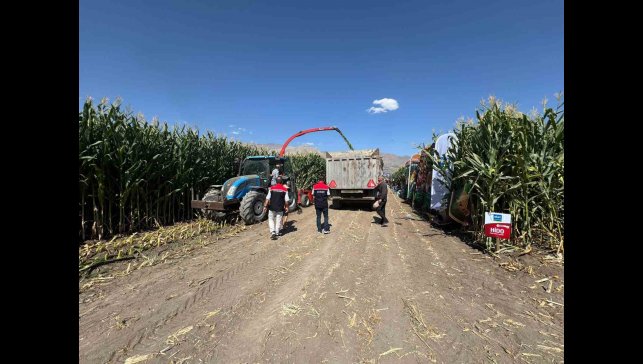 Erzincan'da silajlık mısırın hasadı sürüyor