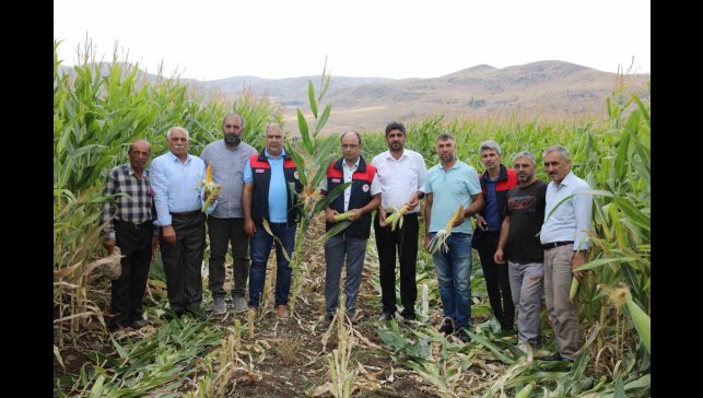 Elazığ'da 98 bin ton silajlık mısır üretimi bekleniyor