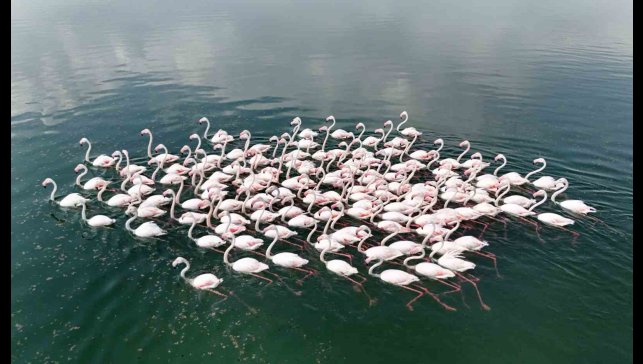 Flamingoların Van Gölü kıyılarında renkli dansı hayranlık uyandırıyor