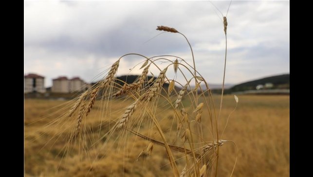 Ata Tohumu Kavılcanın hasadı başladı