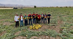 Ağrı'nın verimli tarlalarında kavunlar tezgâha hazırlanıyor