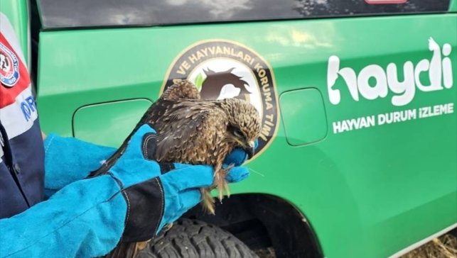 Muş'ta jandarma ekiplerinin bulduğu yaralı kartal tedavi altına alındı