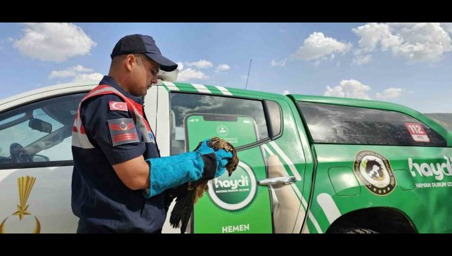 Muş'ta yaralı bulunan kartal koruma altına alındı