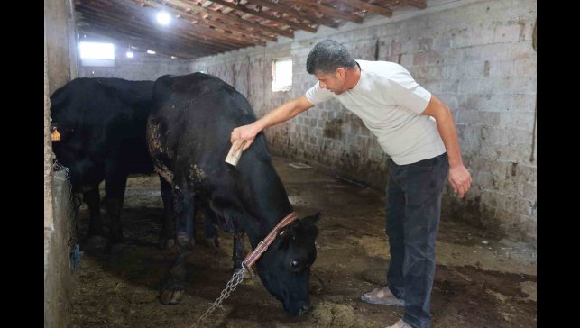 ' Kırsalda Bereket Hayvancılığa Destek' projesi ilk meyvesini verdi